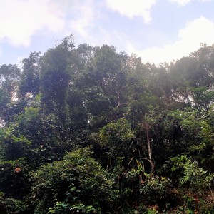 Kehilangan orang tua