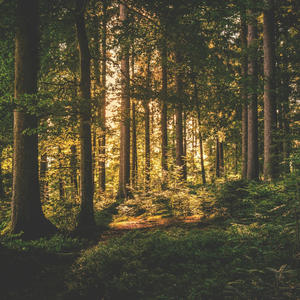 Wanting What You Got