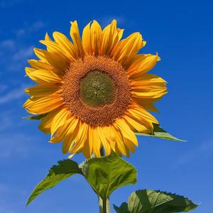 Never Looking Back (Explicit)