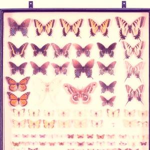 Butterflies (Explicit)