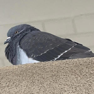 Warrior's Despair (Waltz of Despair)