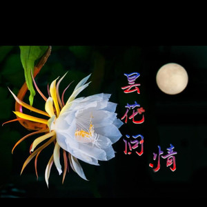 昙花问情 (重制版)