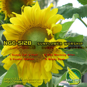 Sunflower Worship