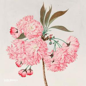 Different Story VIP(VIP)