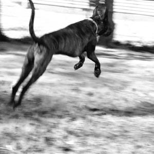 Sittin' On a Dog (Radio Edit)