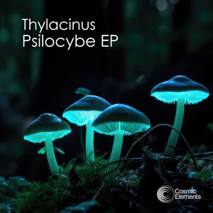 Psilocybe EP