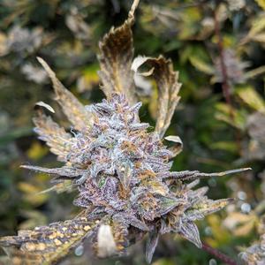 Don't Say Names (Explicit)