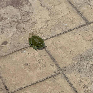 Highlace - Kill Yourself (feat. Damterry) (Explicit)