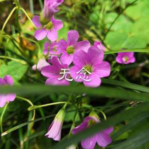 西门庆的眼泪 (DJ版)