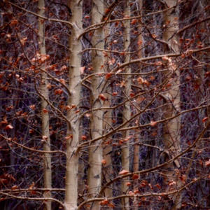 The Trees Are Dead by November
