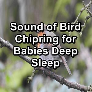 ASMR Bird Sounds Cozy Day and Night To Loop as Long as you Need