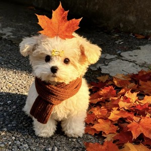 举起你的手放纵你狂跳的脉搏