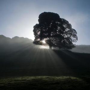 Treehouse(feat. AlexG)