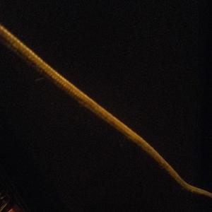 Reporting For Duty (Explicit)