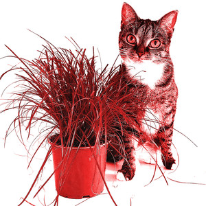 polski swag (Explicit)