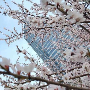 不再自作多情 (伴奏)