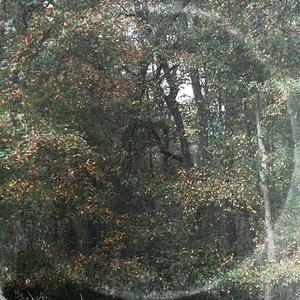 Ambience for Falling Leaves