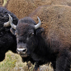 Shot In The Kneecap (feat. BBCDaddy)