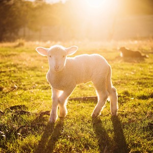 Beautiful Lullaby