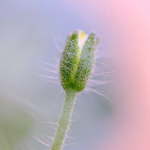 Rainmaker (Stupr Remix)