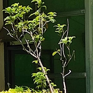 邓曙 - 美丽的梅林