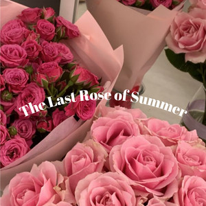 The Last Rose of Summer