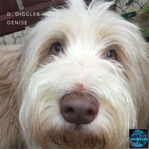 Denise Echo
