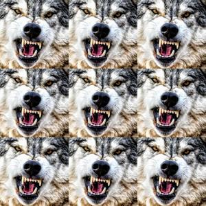 Wolves/Otherside (Explicit)