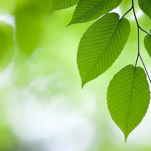 别故乡 (唢呐版)