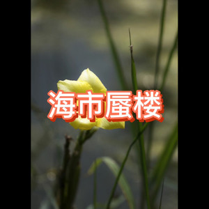 思念成沙 (真实版)