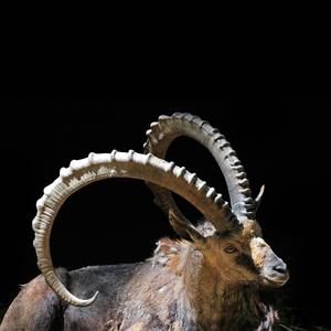 Pink Lemonade(feat. Linnil) (Explicit)