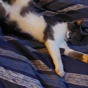 Purple Limo slowed down