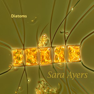 Diatoms