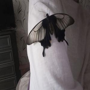 Butterfly (Explicit)