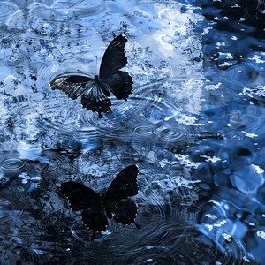 雨蝶 (R&B)