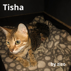 Tisha