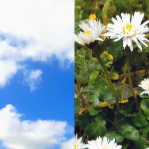 tubby wubby pony waifu