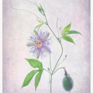 Dispassionate fruit (Explicit)