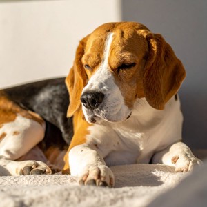 Momentos De Descanso Suave