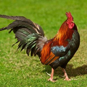 Chicken Talk (feat. G3Certified) (Explicit)