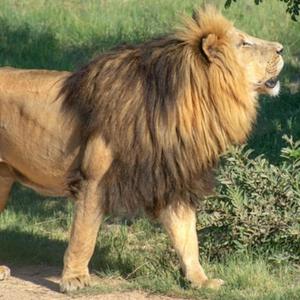 WALKING THE LION