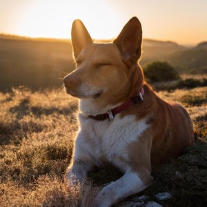 Sonidos Calmantes Para Perros Ansiosos