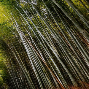 Hymn of the Ancients