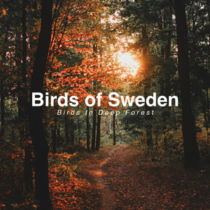 Peaceful Nature Ambience