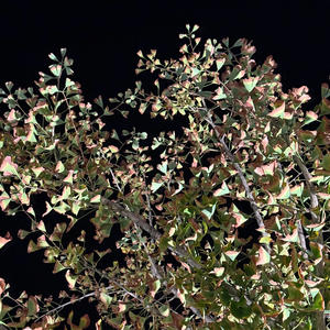 Ultimo Dia (Explicit)