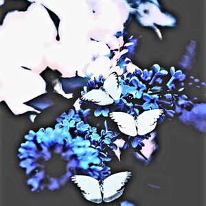 Butterfly Wings