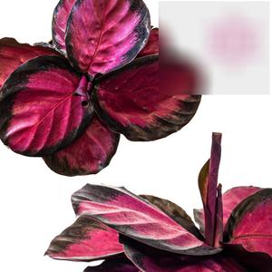 I’m A Bit of An Idiot