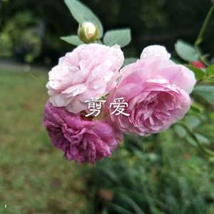 一生爱你千百回