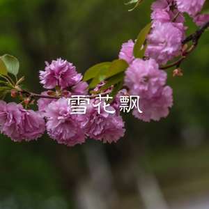 小鸡小鸡