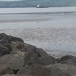 Rose Coloured Dreams